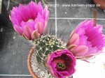 Echinocereus fendleri rectispinus 1159