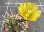 Echinocereus hancockii