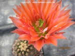 Echinocereus lloydii hybride 4051