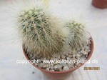 Echinocereus nivosus cluster 1809
