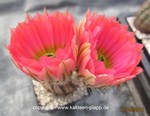 Echinocereus pectinatus 2150