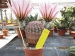 Echinocereus pectinatus  1691