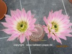 Echinocereus_pectinatus_1691-2