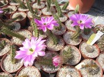 Echinocereus_pentalophus_procumbens_250501-1