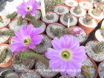Echinocereus_pentalophus_procumbens_250501-2