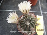 Echinocereus pulchellus sharpii 1915