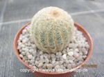 Echinocereus rigidissimus var. albispinus (ex Beisel)