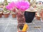 Echinocereus rigidissimus rubrispinus L088 1565