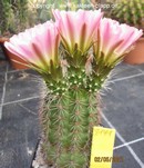 Echinocereus roetteri 2141