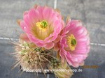 Echinocereus_roetteri_1528-2