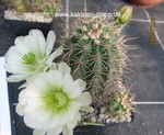 Echinocereus roetteri 3454