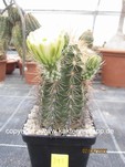 Echinocereus roetteri 393