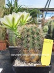 Echinocereus roetteri 4021