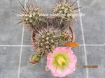 Echinocereus roetteri 424