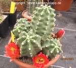 Echinocereus triglochidiatus inermis 4065