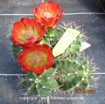 Echinocereus triglochidiatus 4053