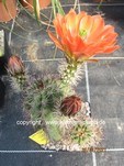 Echinocereus triglochidiatus 1115