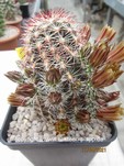 Echinocereus_viridiflorus_cylindricus_3219
