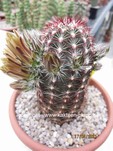 Echinocereus_viridiflorus_cylindricus_4022