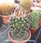 Echinofossulocactus aff. crispatus 4028