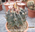 Echinofossulocactus coptonogonus 1304