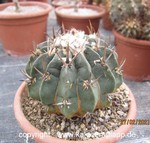 Echinofossulocactus coptonogonus 3495
