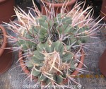 Echinofossulocactus coptonogonus cluster  6200