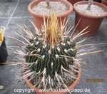 Echinofossulocactus erectrocentrus 3059