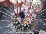 Echinofossulocactus lamellosus 4029