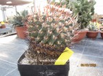 Echinofossulocactus (Stenocactus) coptonogonus  1665