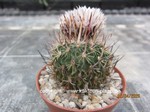 Echinofossulocactus lamellosus