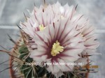 Echinofossulocactus_lamellosus_2604-2