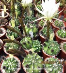 Echinopsis subdenudata