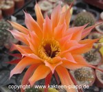 Echinopsis Hybride "Andreas Wessner 12-2013" 3537