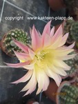 Echinopsis Hybride "Brigitte" 4008