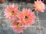 Echinopsis Hybr. "Kleopatra" 525