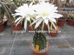 Echinopsis subdenudata 507