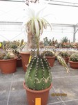 Echinopsis subdenudata 508