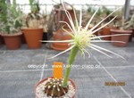 Echinopsis subdenudata "Stern" 1591