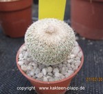 Epithelantha micromeris neomexicana 3188