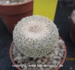 Epithelantha micromeris neomexicana 3191