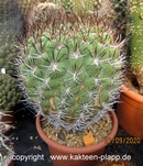 Eriosyce ceratistes 0057