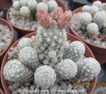 Escobaria leei cluster