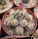 Escobaria minima cluster