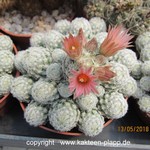 Escobaria sneedii