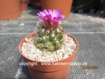 Escobaria hesteri