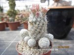 Escobaria leei