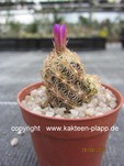 Escobaria minima