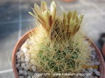 Escobaria rosariana