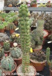 Eulychnia castanea fa. varispiralis 3205